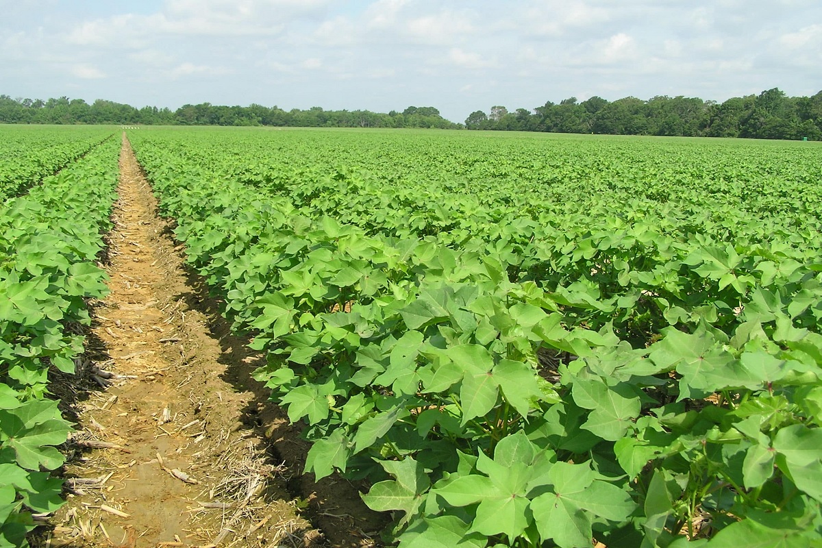 expert give opinion in short rain measurement after cotton cultivate