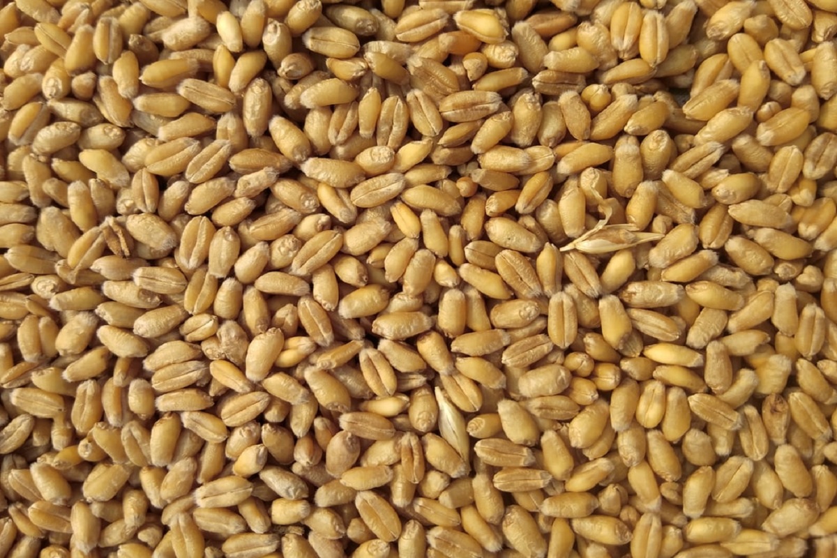 igypt purchase indian wheat