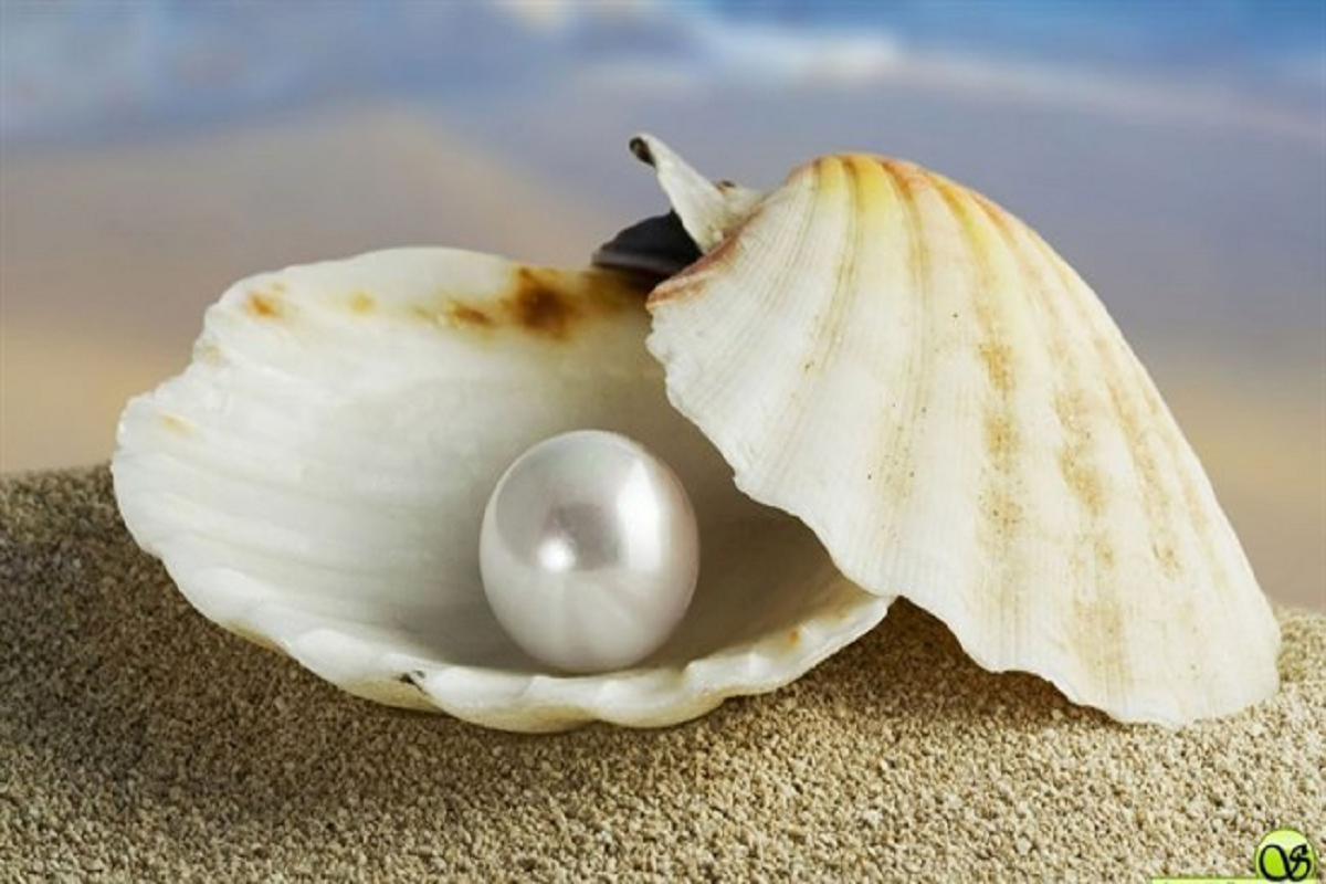 start the pearl farming in 25 thousand investment and earn more profit