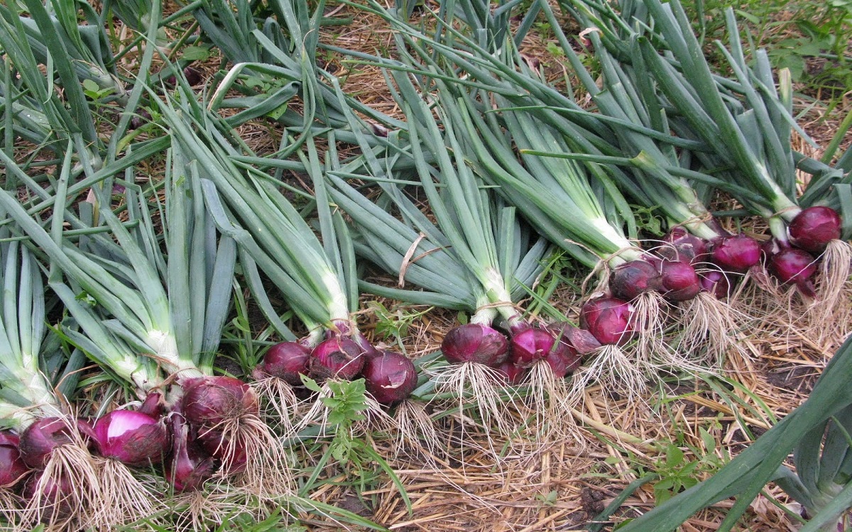farmers aggressive about onion issue