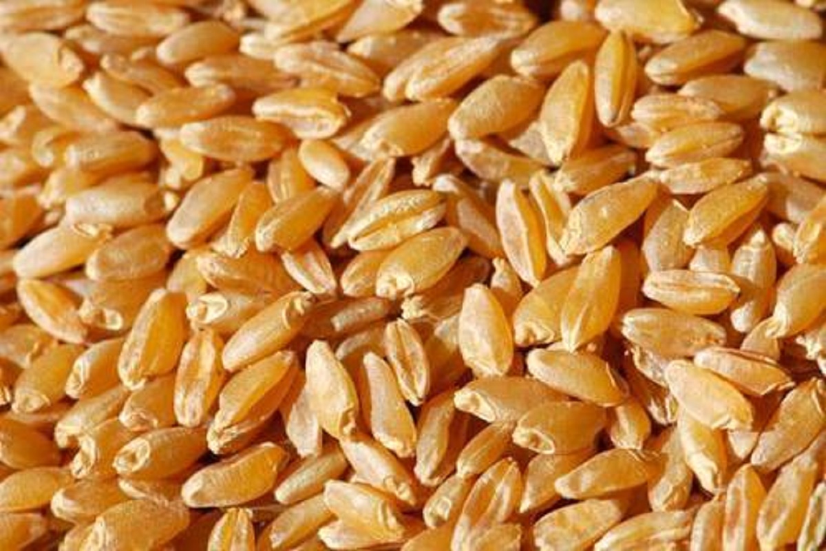 duram wheat is famous in world for use in making pasta,noodeles and macroni