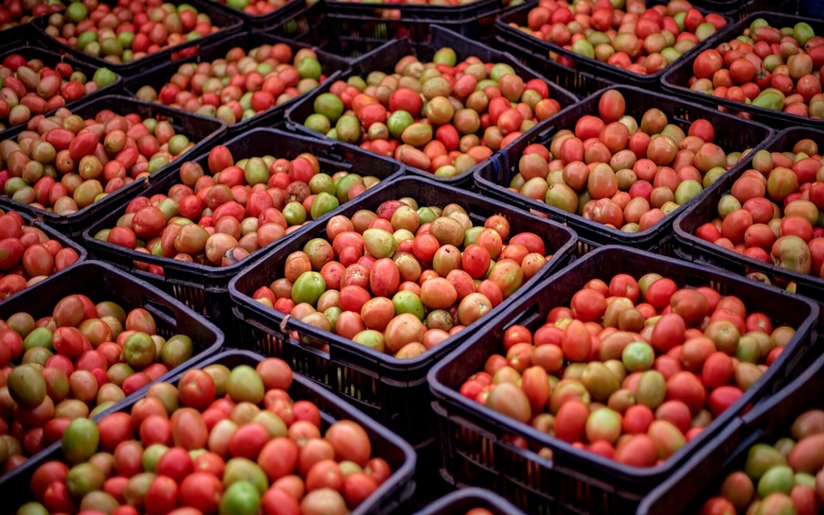 Earn 10 lakhs per acre tomatoes