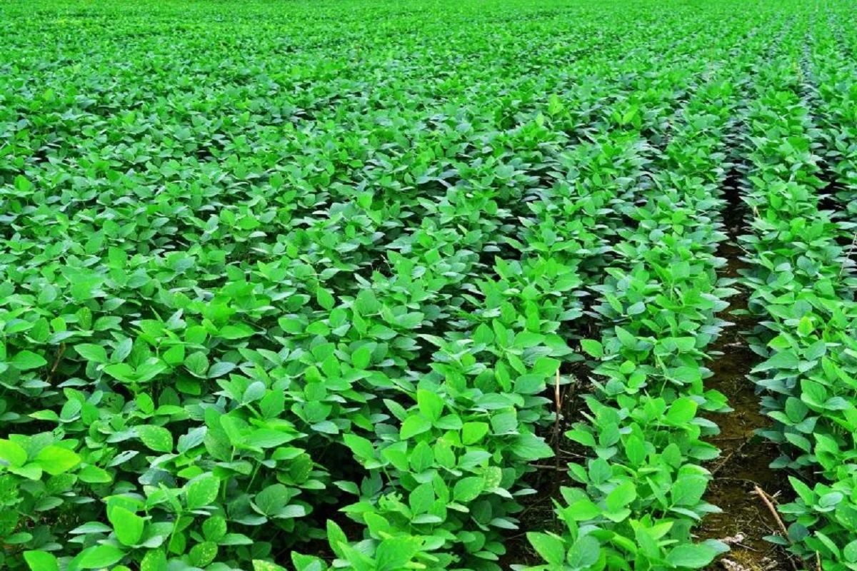 Farmers read expert advice on soybean sowing