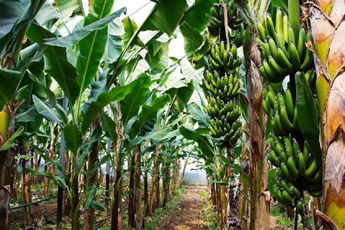 केळी उत्पादक शेतकऱ्यांना दिलासा