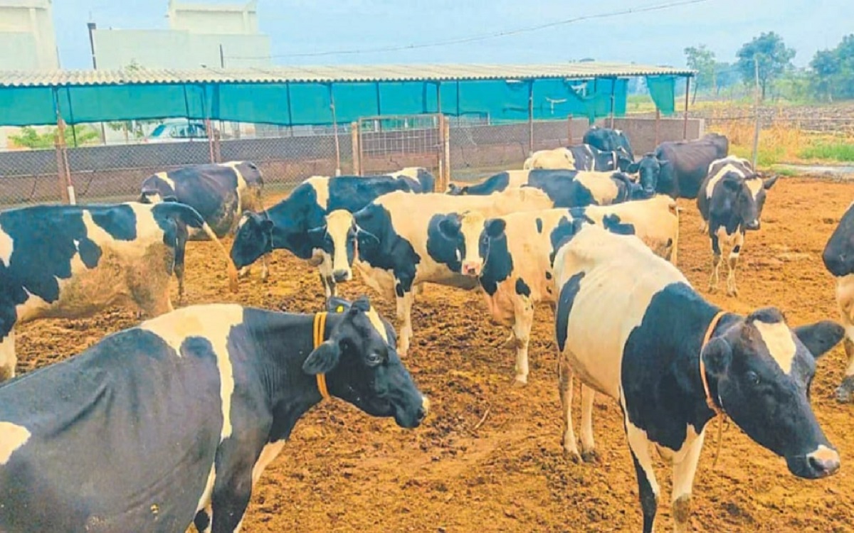 Milk production cows buffaloes good side business farmers.