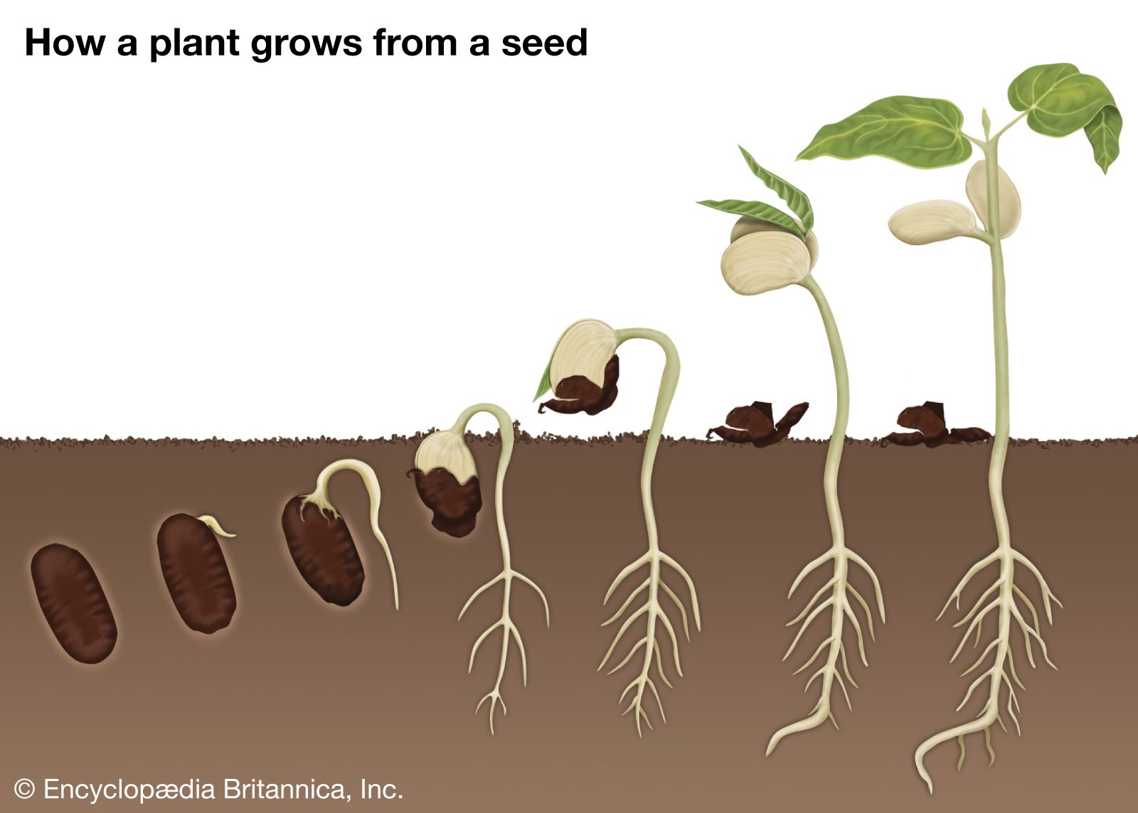 जाणून घ्या"बीज अंकुरण"(Seed Germination)- सविस्तर माहिती आणि प्रकार