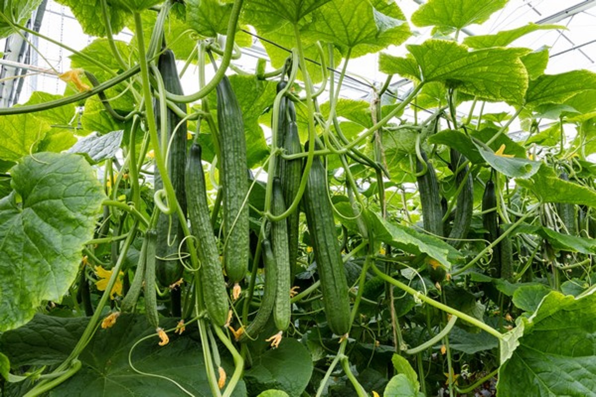 netherland cucumber cultivation is so benificial for farmer to make profit