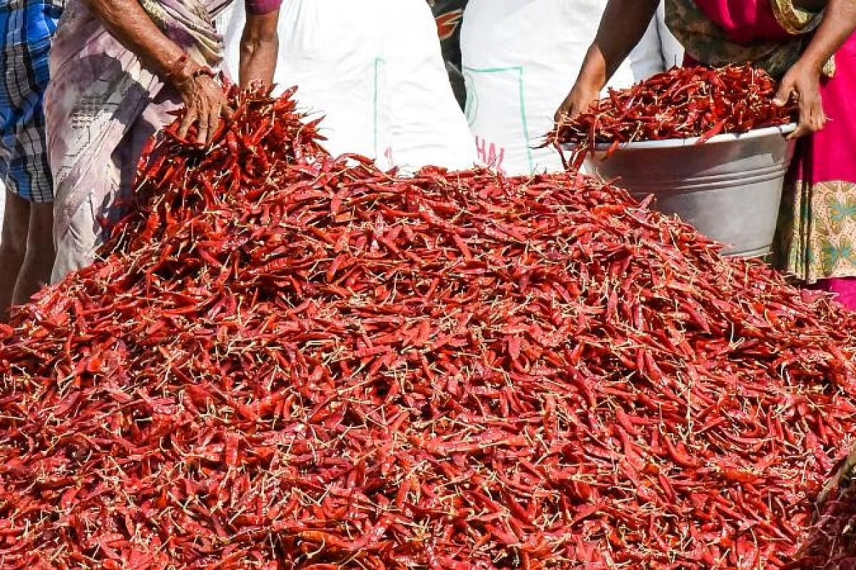 can soon get gi tag to kuchinda chilli in odisha state so get more advantage to farmer