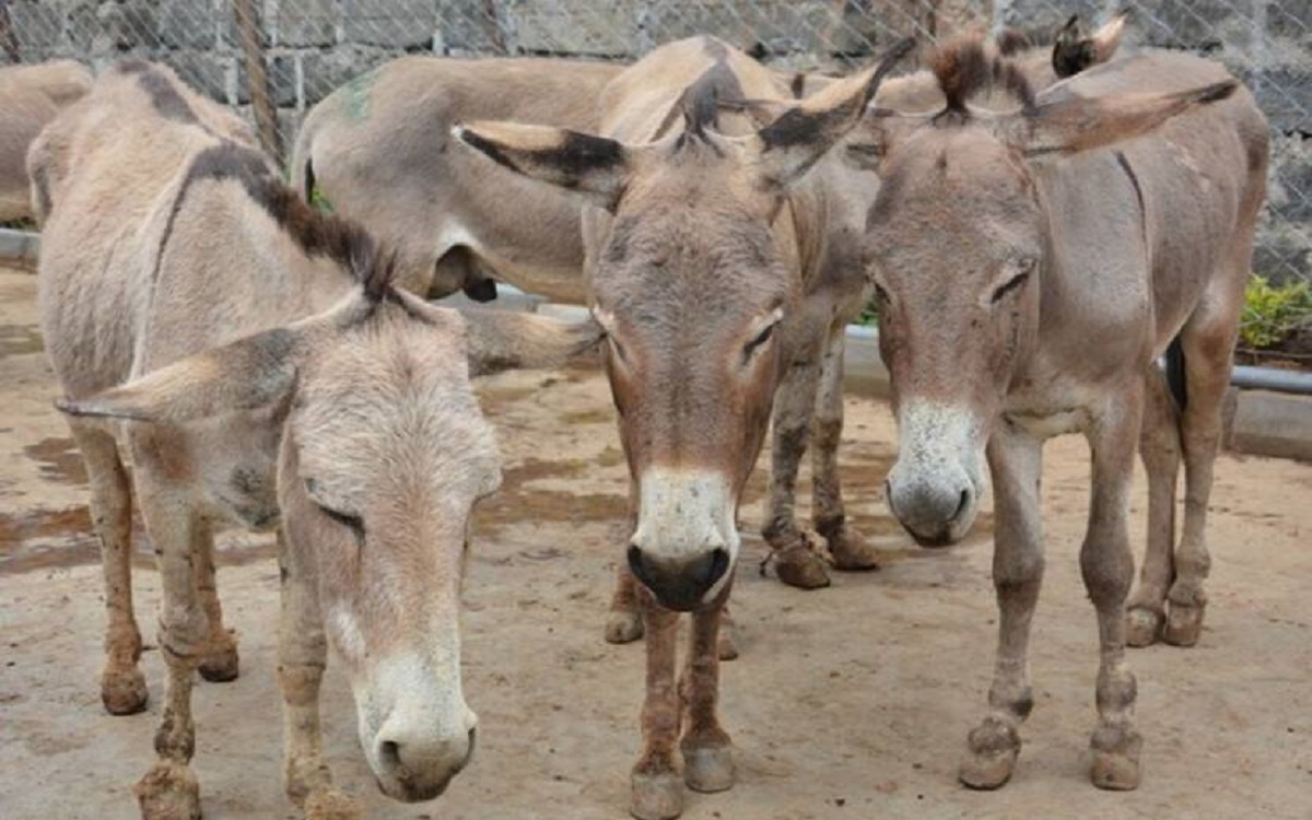 donkeys is increasing in pakistan