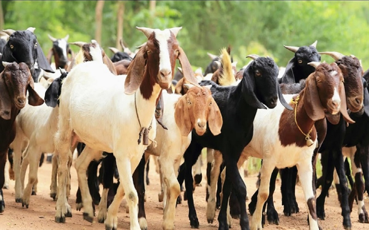 Farmers turn to goat rearing business