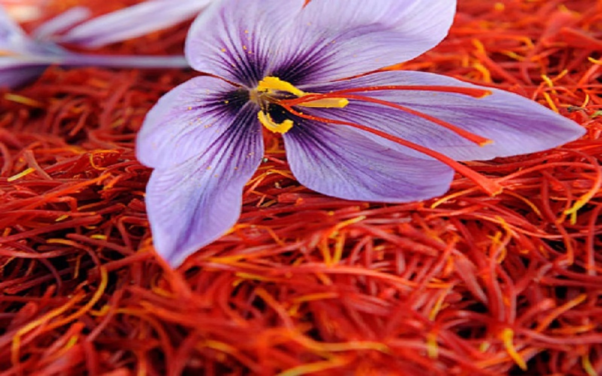 saffron farming, know the complete information