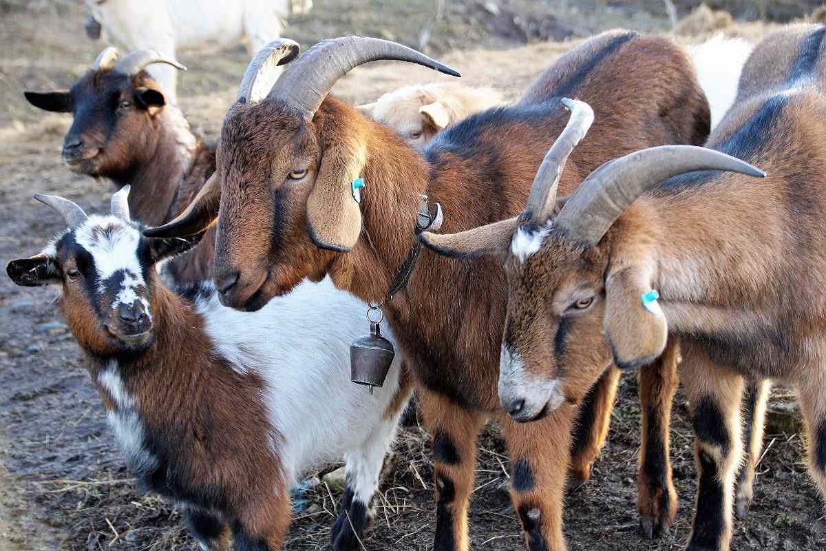 bank loan for goat rearing