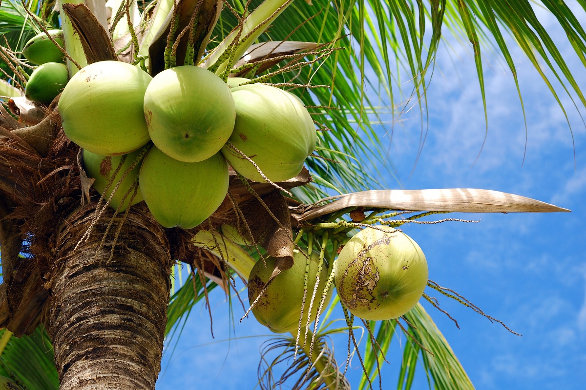 benifit of coconut cultivation