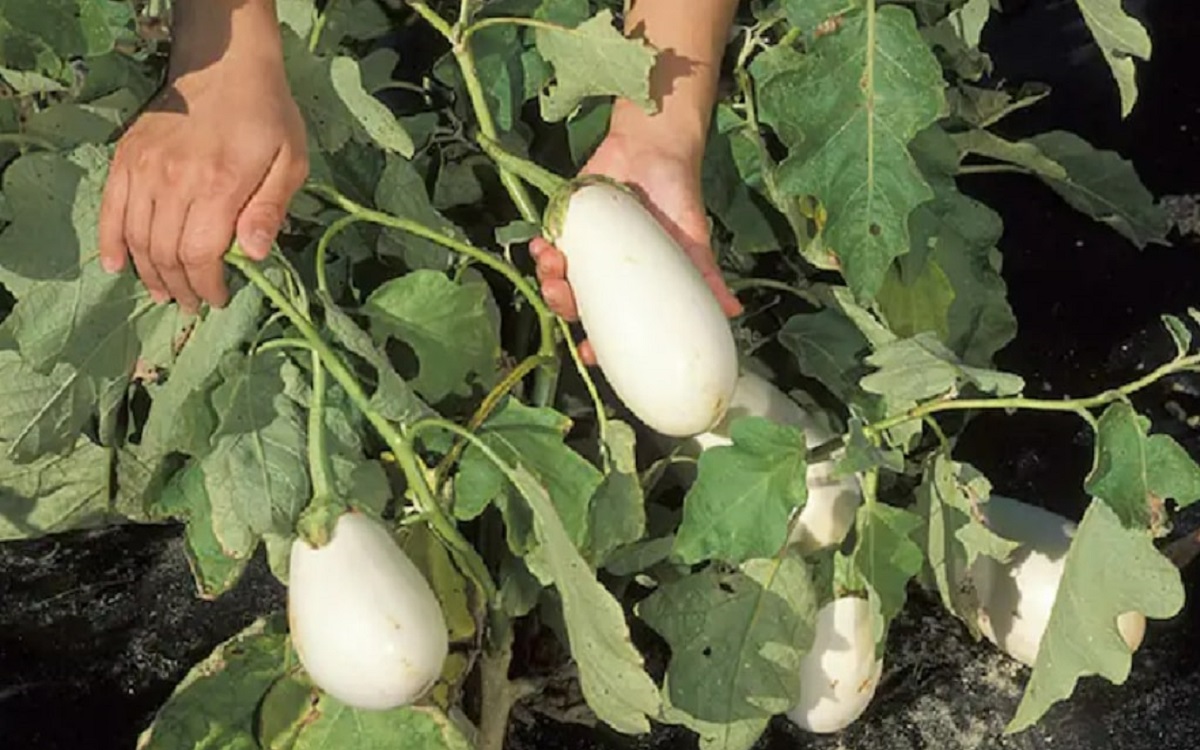 white eggplant farming