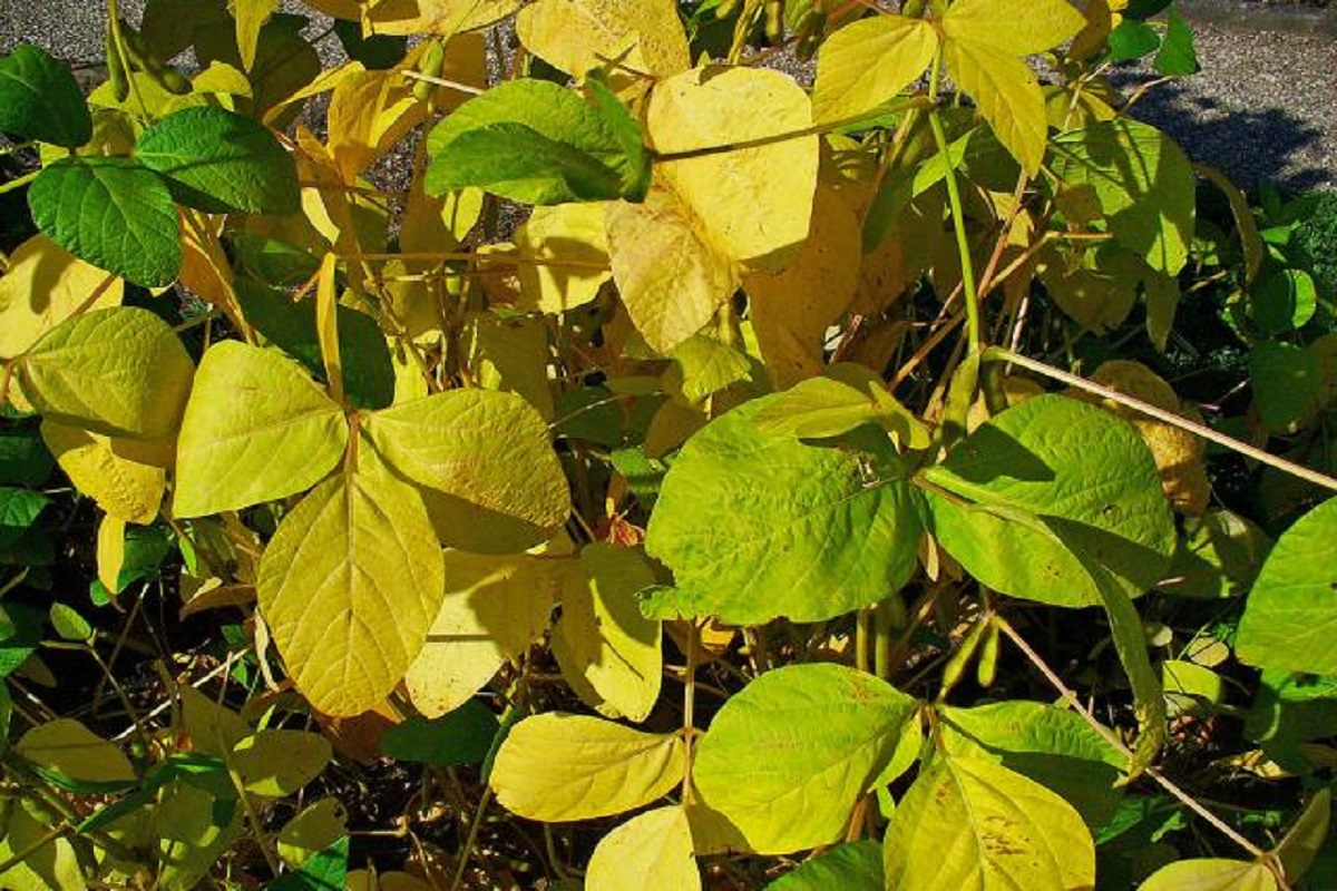 this is important reason to soyabioen leaf in yellowish colour and management
