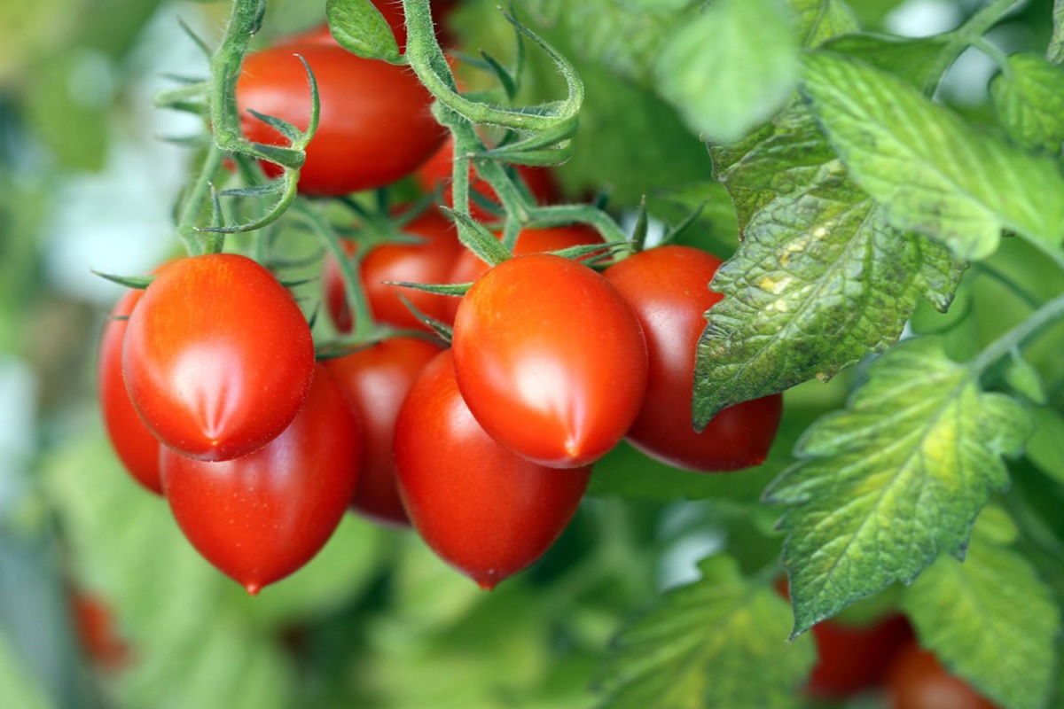 cultivation process of roma tomato