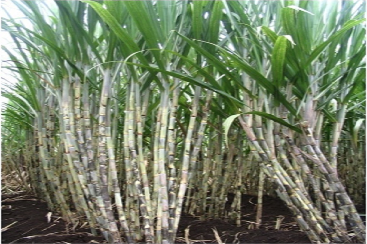 Sugarcane varieties that now yield twice as much will soon be recognized