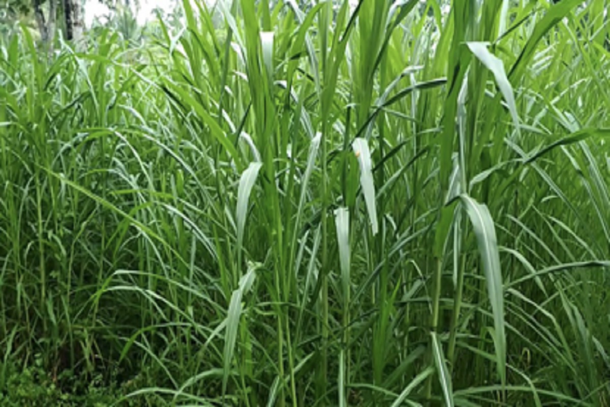 thise three types of grass for animal fodder thats give result to growth milk production