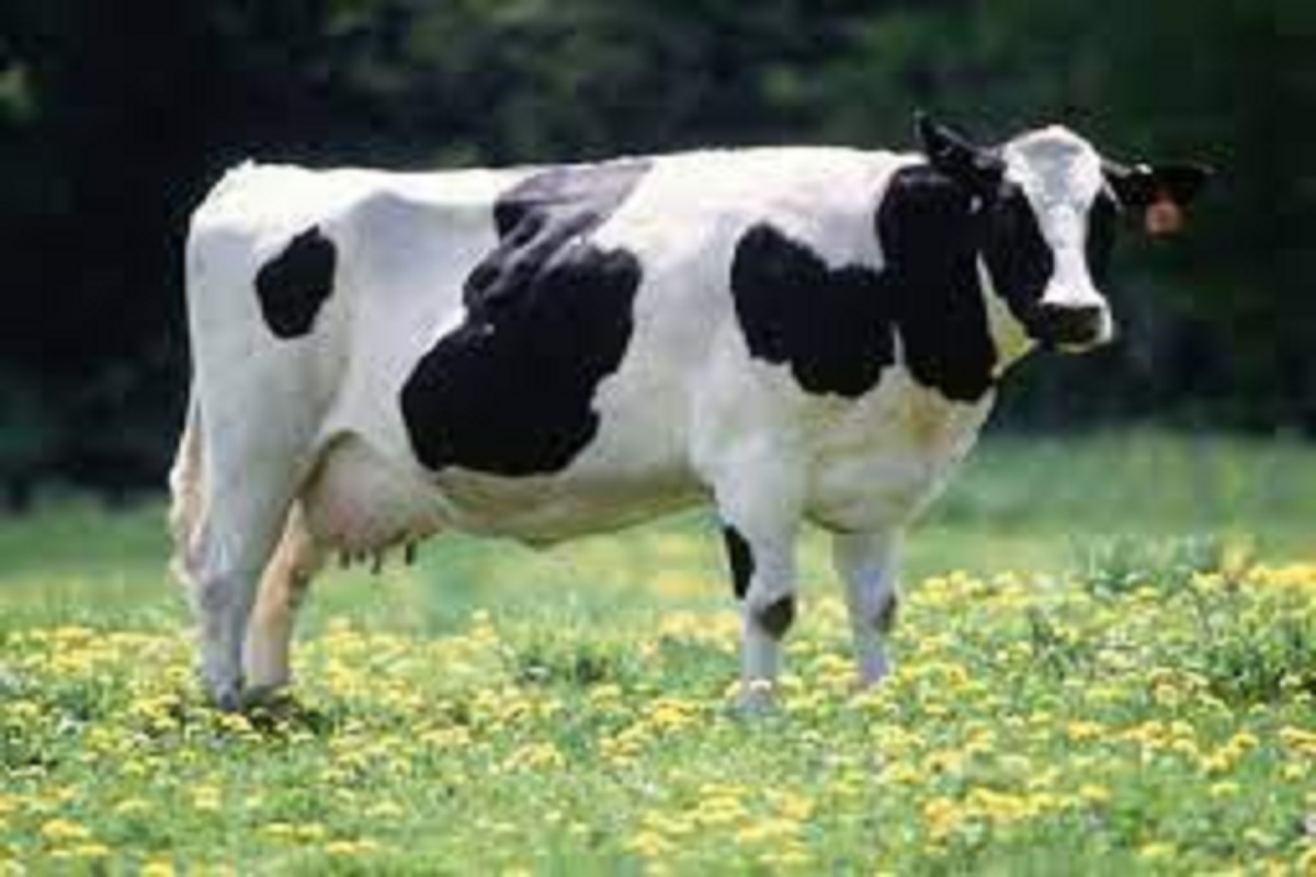 this animal chocolet is benificial for animal milk growth production