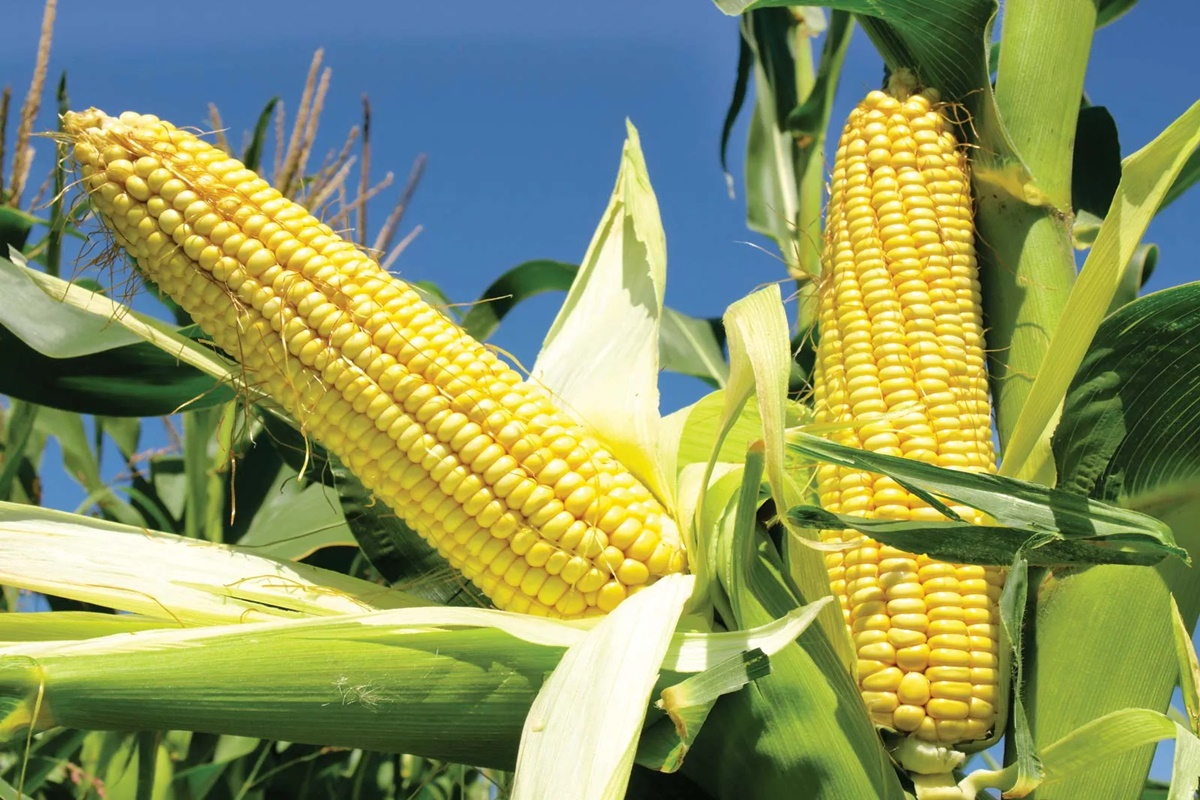 varieties of maize