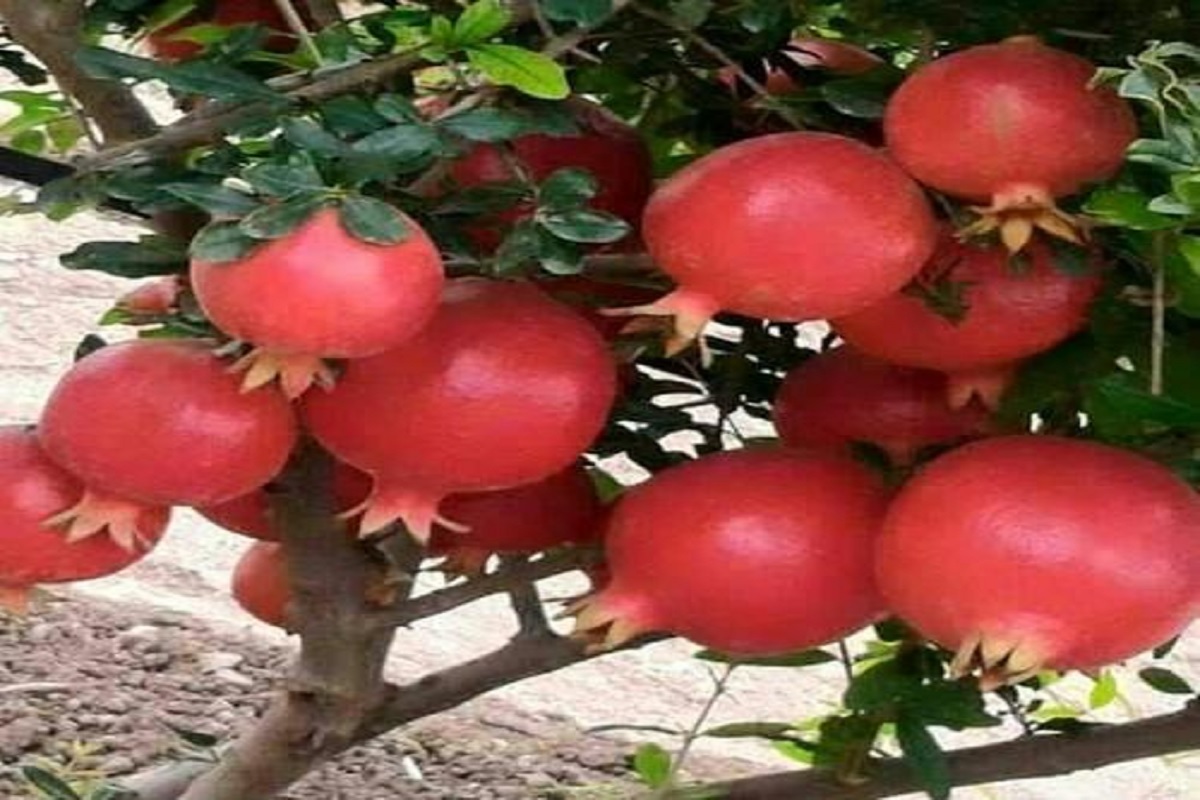 this is more productive and profitable pomegranet veriety for farmer