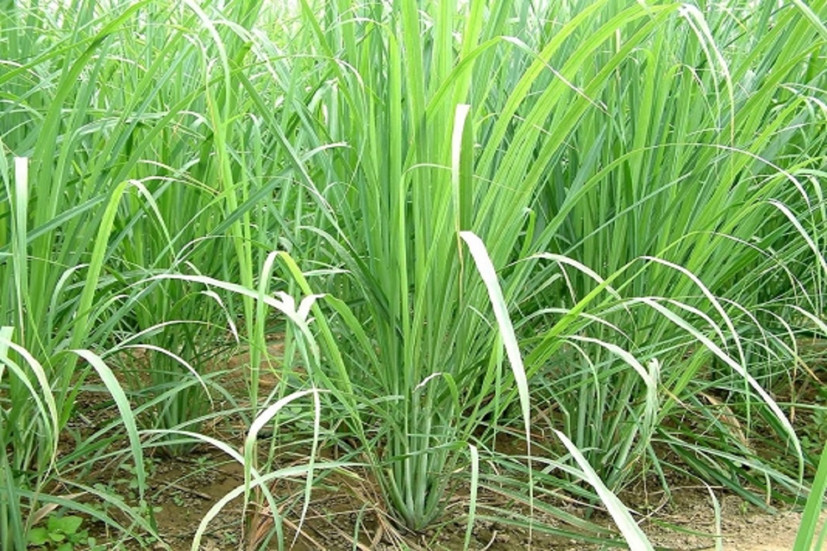 lemongrass cultivation give strong financial support to farmer