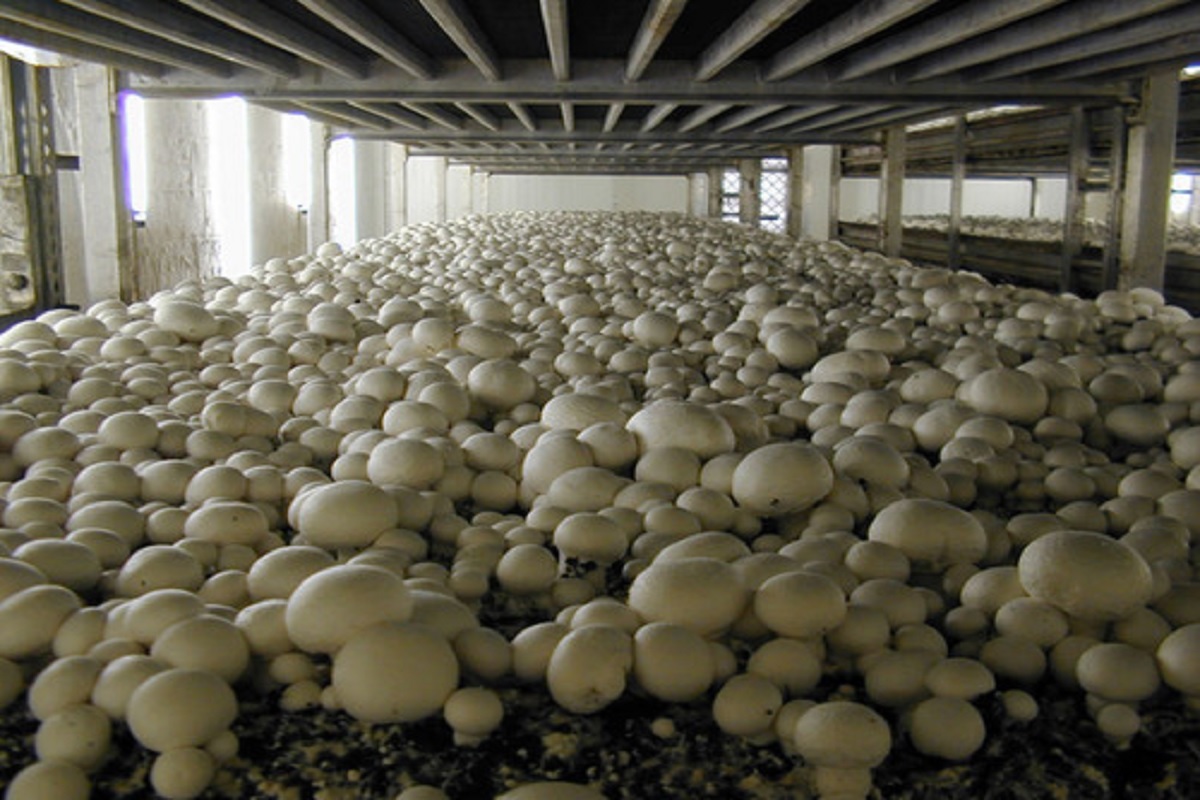 mushroom farming