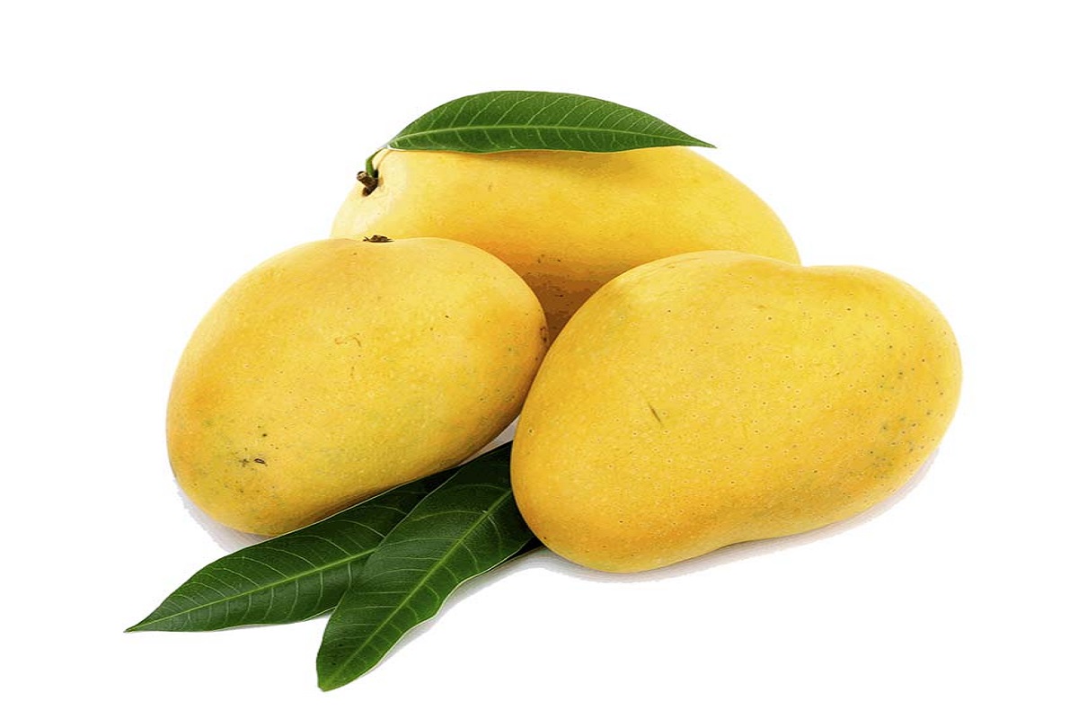 Amrapali mango