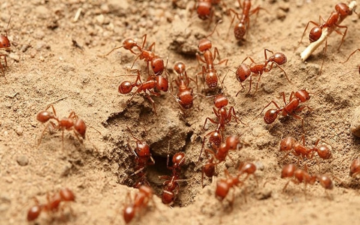 House ants will disappear in five minutes
