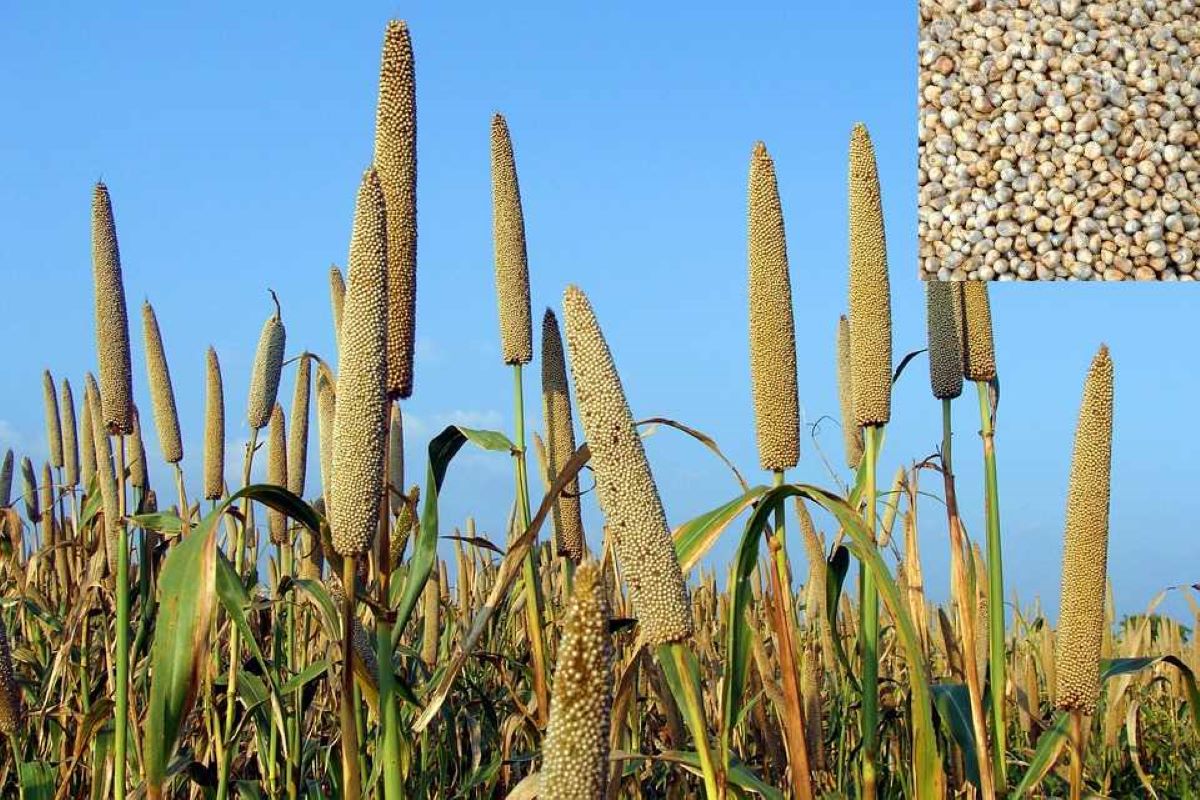 millet farming