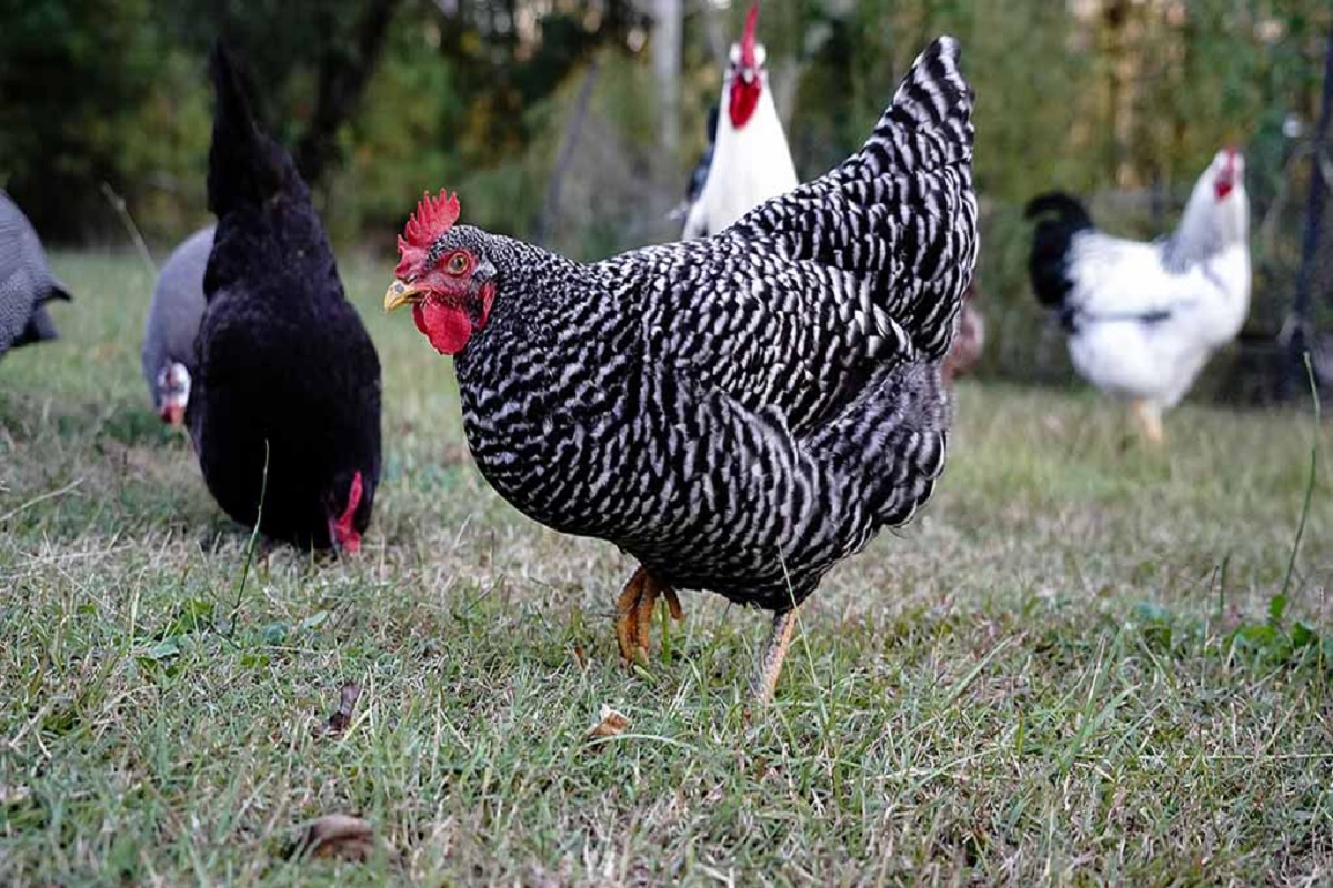 this is some species of hen give 250 to 300 hundread aggs production in year