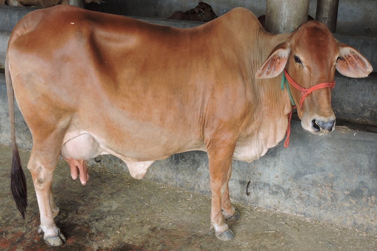 this geshi cow species give fifty liter milk per day so benificial in animal husbundry
