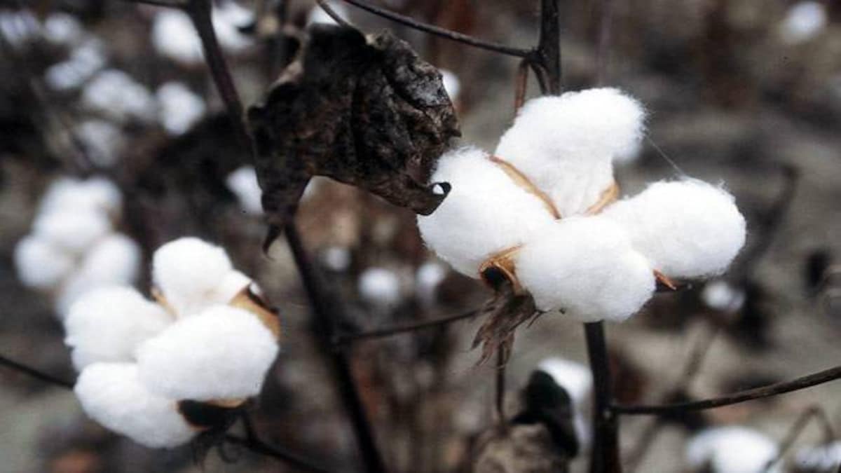 cotton prices under pressure