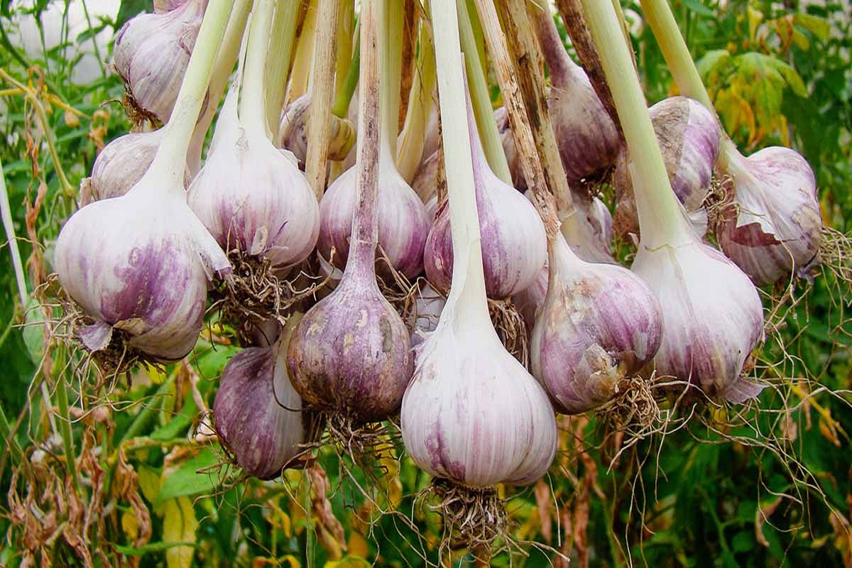 veriety of garlic crop