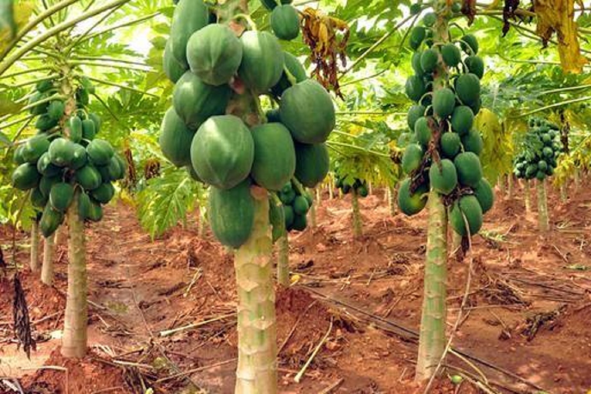 this top management tips save papaya orchard from disease