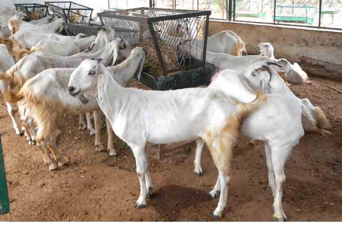 jamunapuri goat species