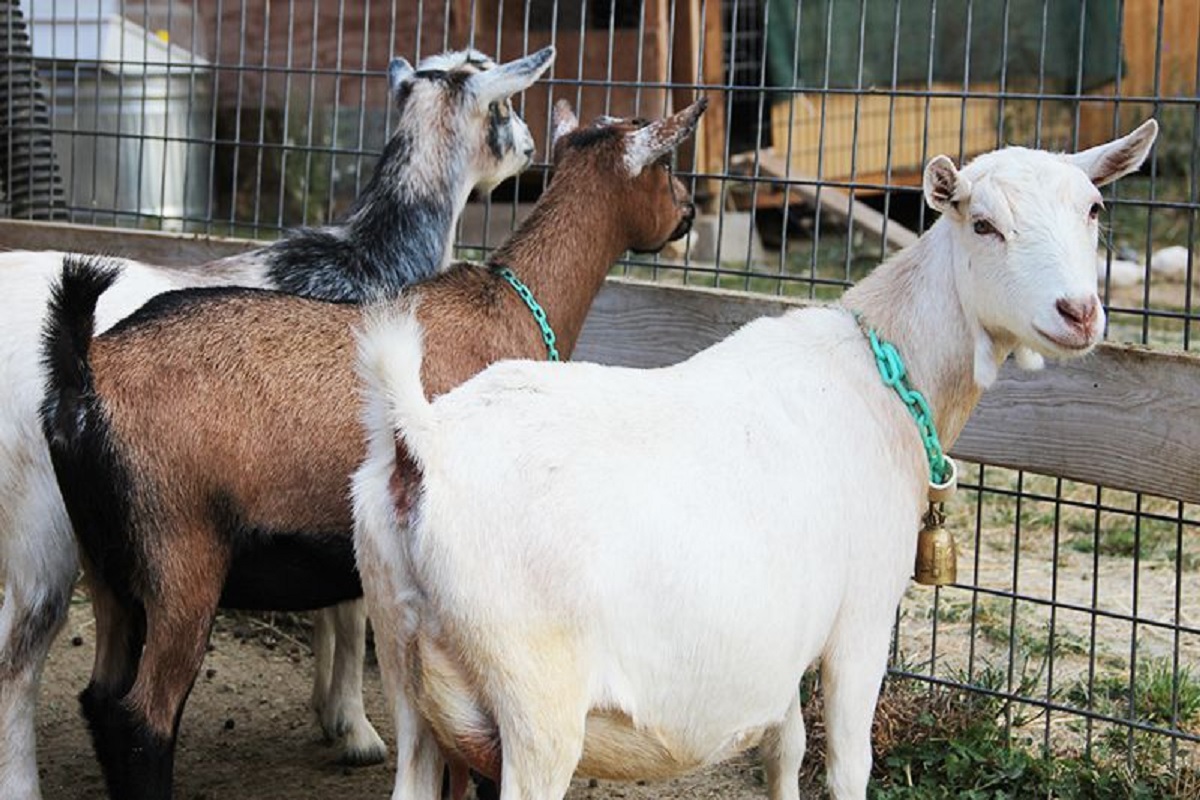 nygerien goat is so profitable goat in goat rearing