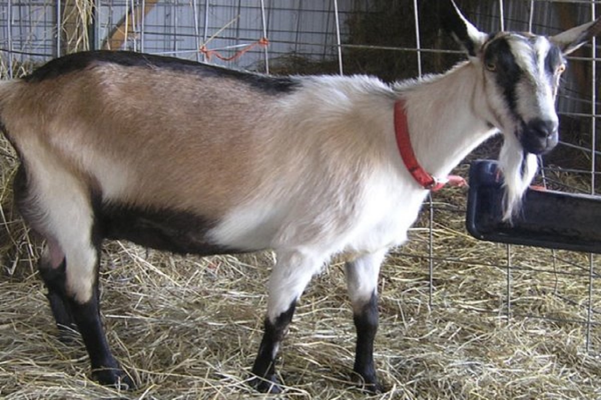 alpine is foriegn goat species give five liter milk per day
