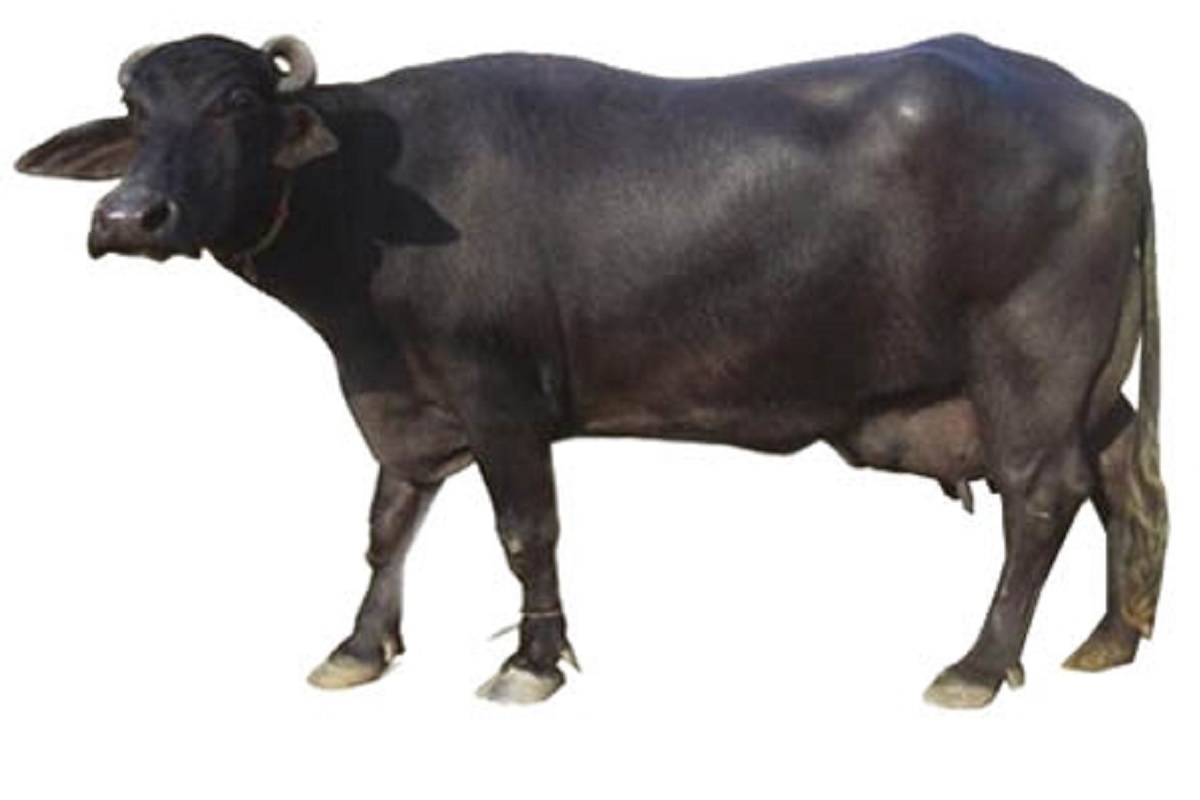 this four species of buffalo is give more profit and milk production