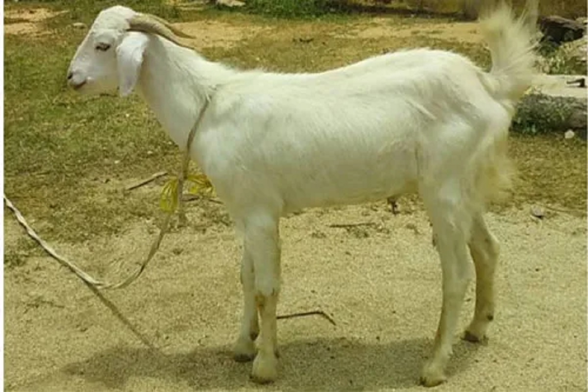 nandidurga,Bidri and bhakharwali goat is so profitable in goat rearing