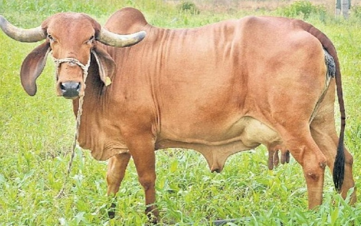 breed of cow which gives 50 to 80 liters of milk per day.