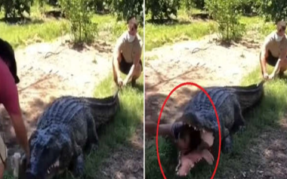 The crocodile swallowed the young man in front of a friend