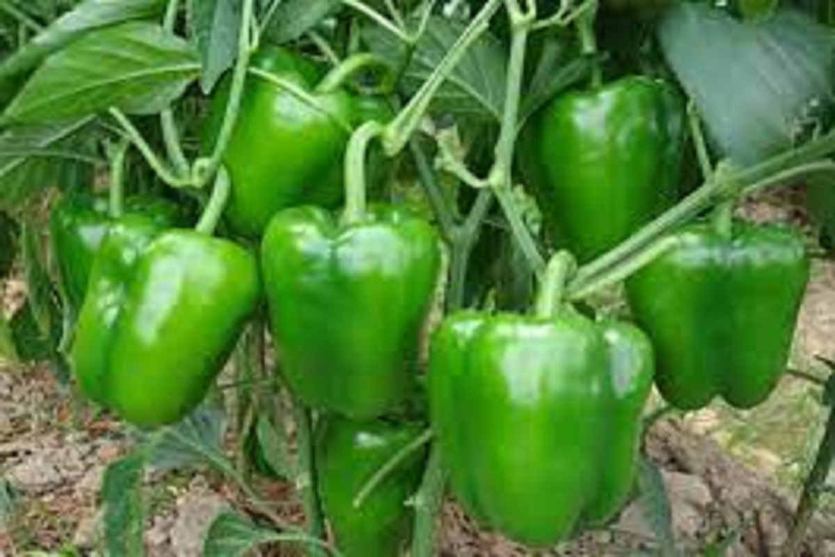 his is more productive and profitable veriety of capsicum chilli