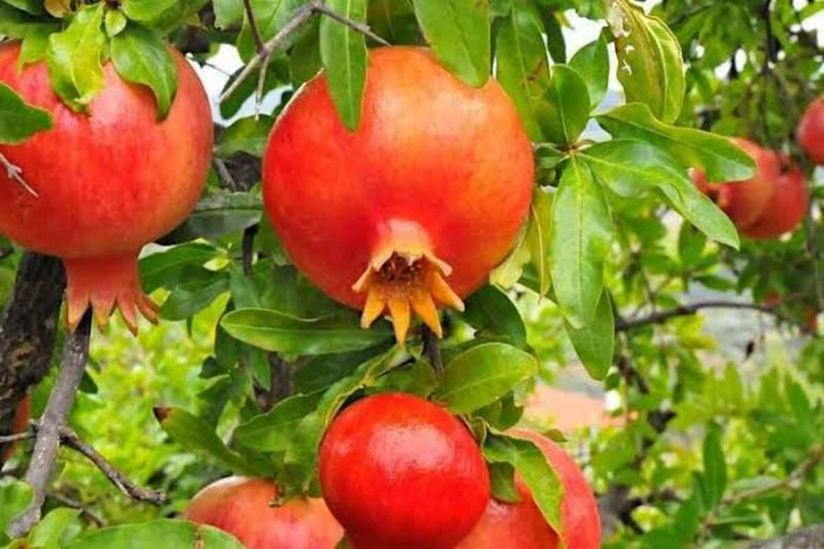 pomegranate farming