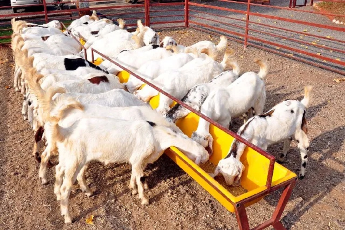 scheme for goat rearing