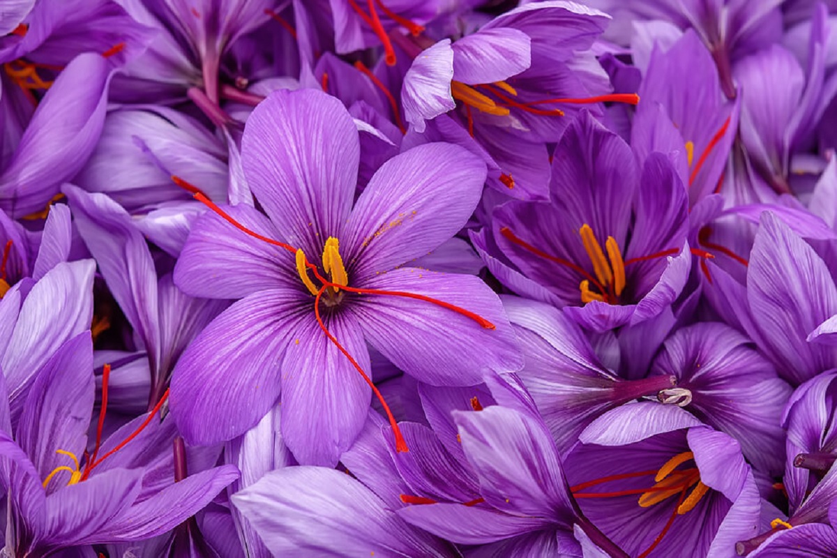 indoor saffron cultivation give more profit and production of saffron