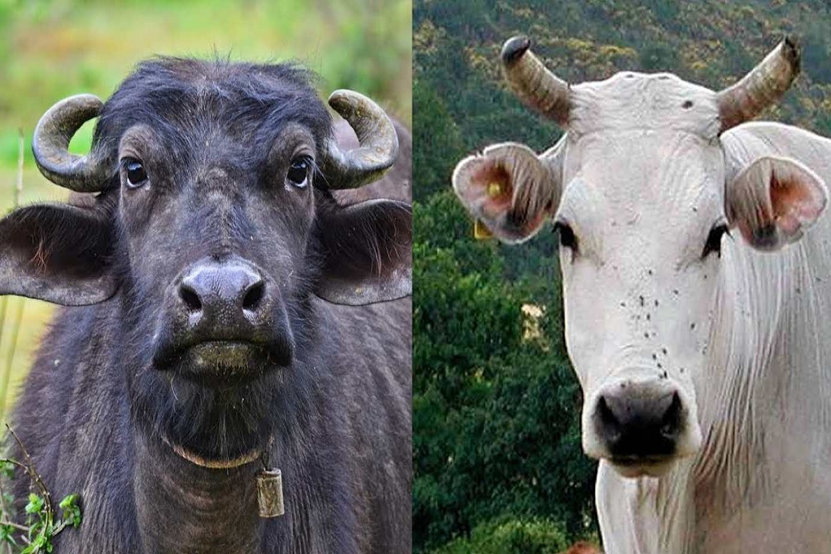 leptopyrosis is so serious disease in animal like as cow,buffalo etc.