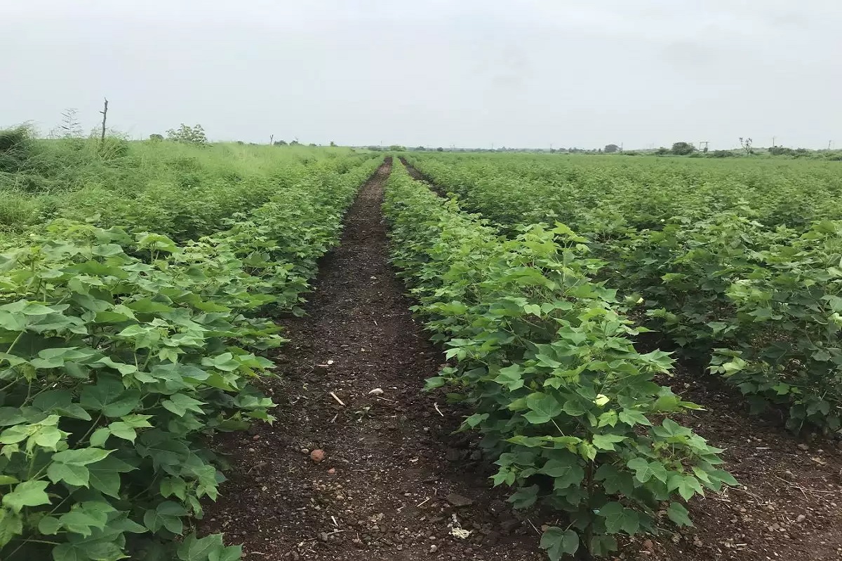 integrated management of root not nemitod to cotton crop