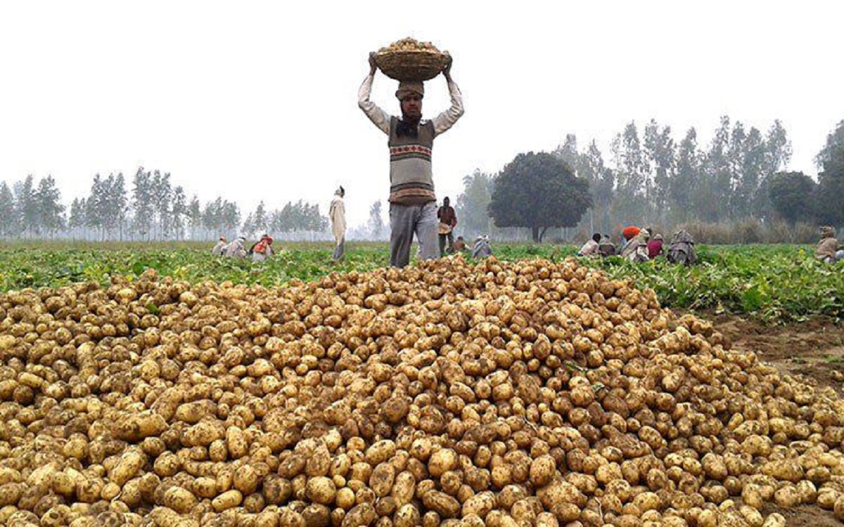 Permission to import potatoes