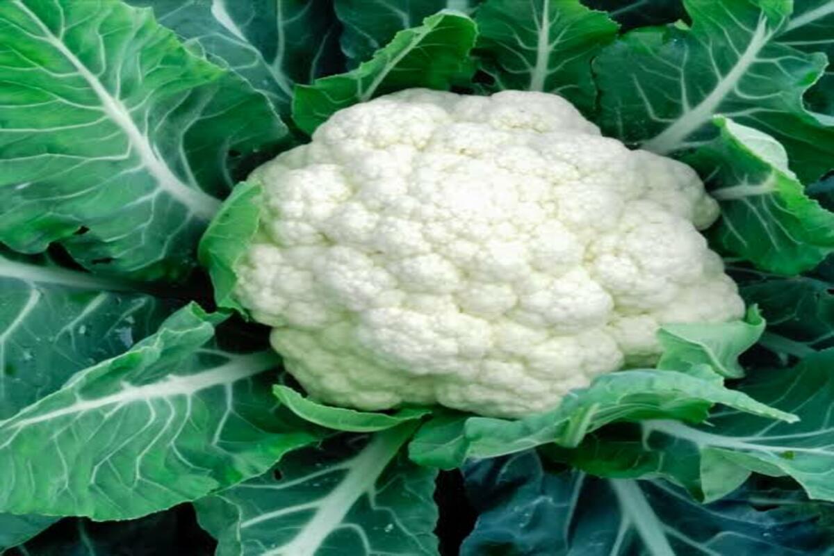 cauliflower farming